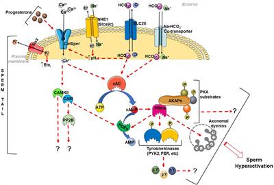 Signaling Enzymes Required for Sperm Maturation and Fertilization in Mammals